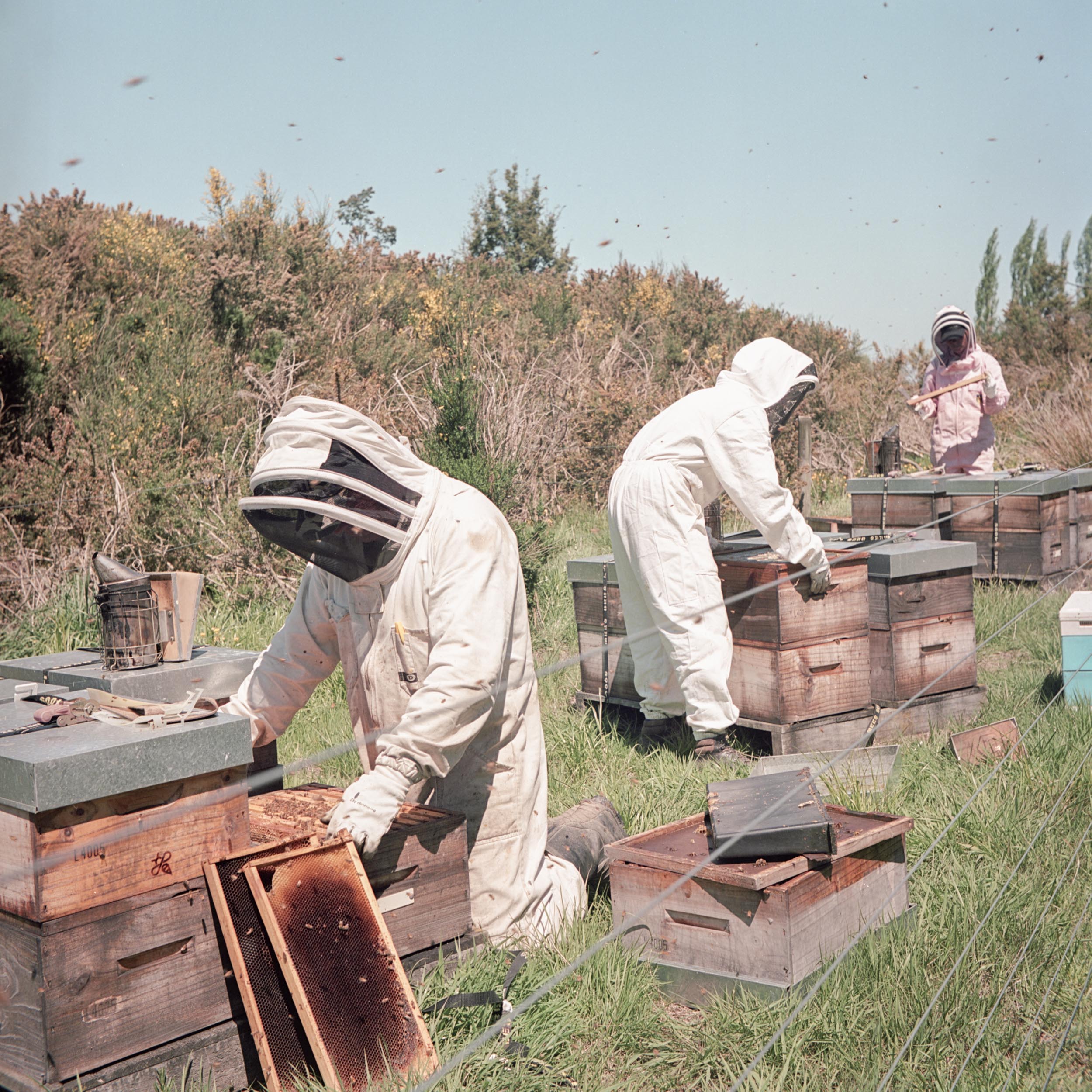 beekeepers